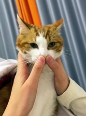 Cat’s powerlessness