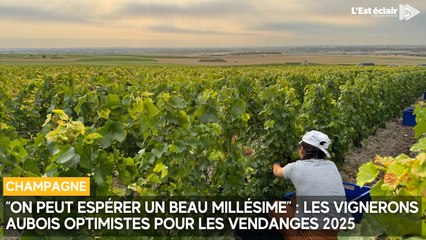 "Tout est fait pour avoir une belle année" : les vignerons aubois optimistes pour les vendanges 2025