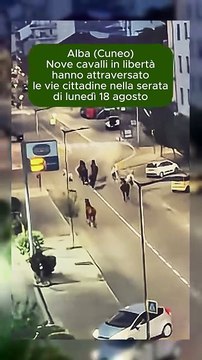 Nove cavalli in libertà hanno attraversato le vie cittadine ad Alba (Cuneo)