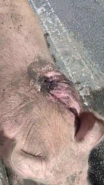 Porco que chamou atenção ao perambular no Centro de Maceió é encontrado ferido