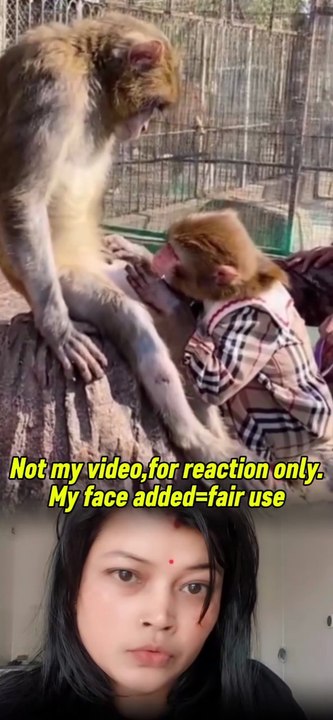 Funny monkeys and dog🤣