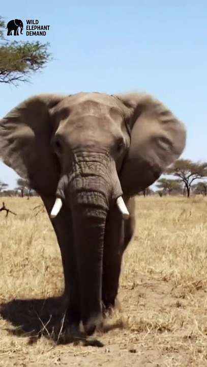 #wildelephantdemand 1/14