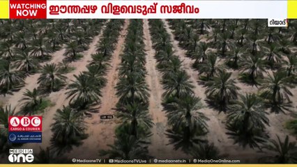 വിലക്കുറവിൽ വാങ്ങാൻ ബുറൈദയിൽ വരൂ! സൗദിയിൽ ഈന്തപ്പഴ വിളവെടുപ്പ് കാലം