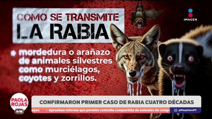 Reportan en Zacatecas primer caso de rabia en décadas | DPC con Paola Rojas