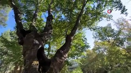 Üzümdere Irmağı kuraklığa yenik düştü, eski halinden eser kalmadı