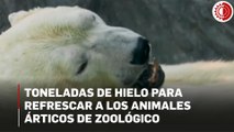 Toneladas de hielo mantienen frescos a los animales árticos de zoológico
