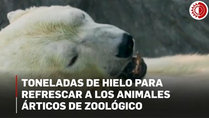 Toneladas de hielo mantienen frescos a los animales árticos de zoológico