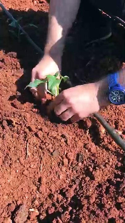 Planting pepper seedlings