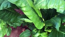 chard harvest