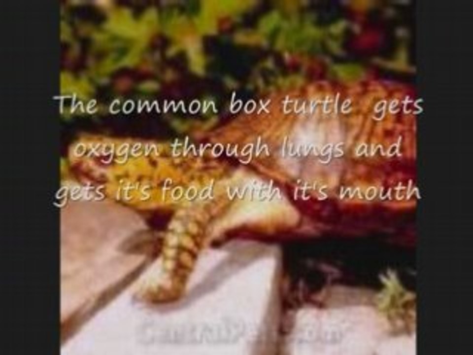 The Common Box Turtle