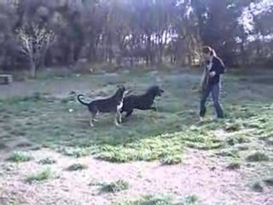 Attila labrador de 2 ans à adopter