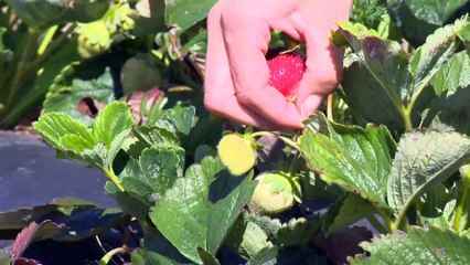 19 AOUT TOPO CDG fraise champ bourdages