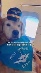 This Luxury Airline Gives Dogs a First Class Experience