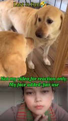 Mirror prank with dog🤣🤣