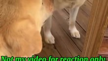 Mirror prank with dog🤣🤣