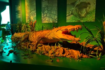 ¿Quién es "Papillón"? El cocodrilo más grande de México que escapó varias veces de un zoológico