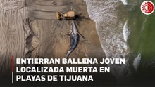 Entierran ballena joven localizada muerta en  Playas de Tijuana