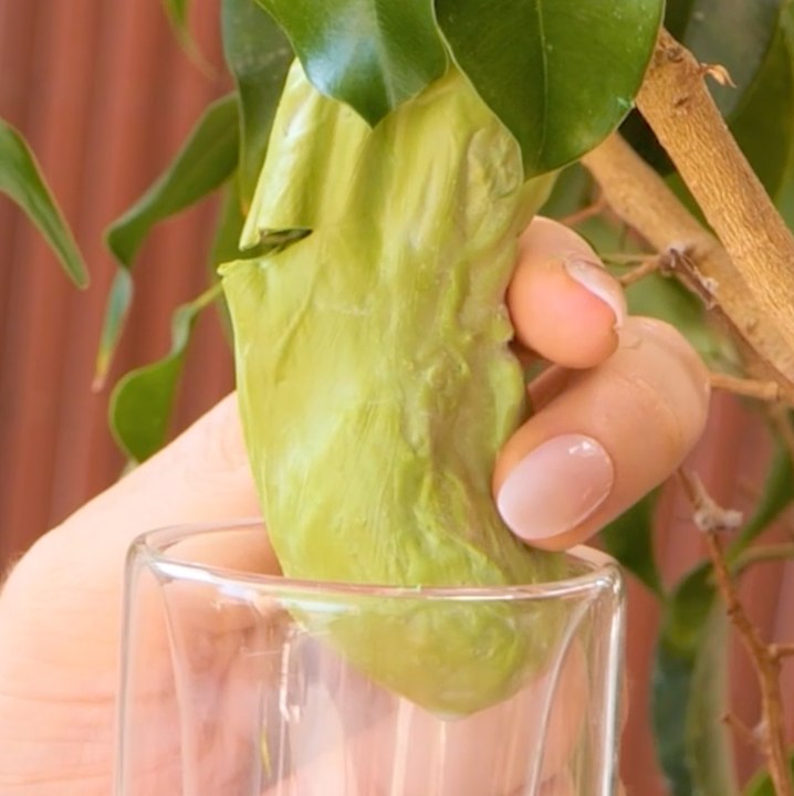 Les secrets du pouce vert pour garder votre jardin en pleine forme