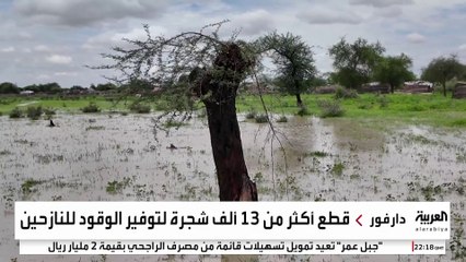 بعد قطع إمدادات الوقود.. قطع 13 ألف شجرة في دارفور لاستخدمها في البناء والطهي