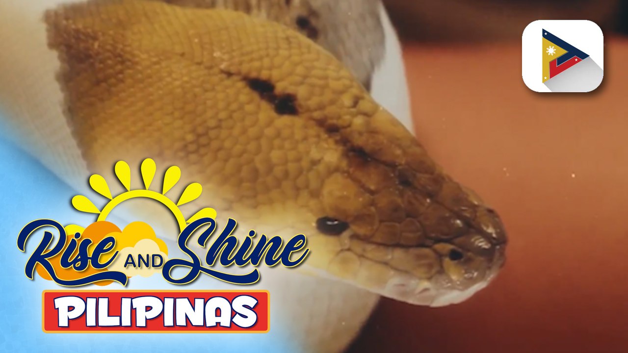 Wednesday Pet's Day | Ball Pythons