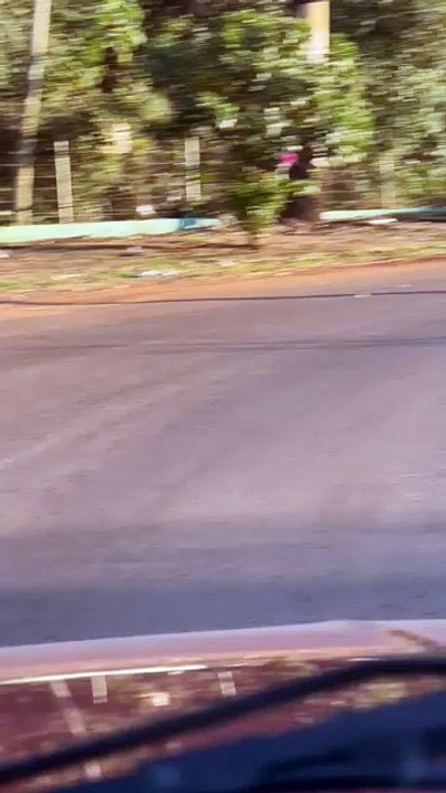 Vídeos mostram onça-parda passeando por escola da Apae e pelas ruas de Cascavel - 1