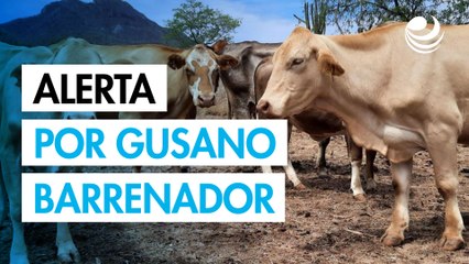 EU autoriza fármacos animales contra el gusano barrenador