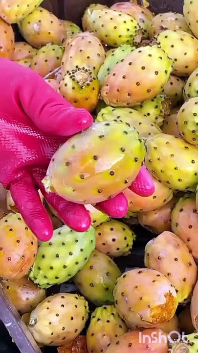 Cactus fruit farming