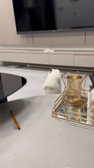 That moment when you mess up... and your human is WATCHING. 🤣#cat #cats #catsoftiktok #funnycat