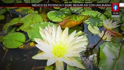 Hombre logra transformar un basurero en un espacio verde en Oaxaca