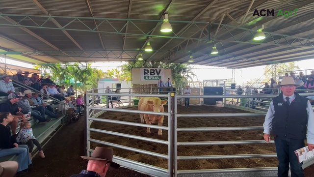 Watch the bidding as Charolais bull tops Bauhinia Park's annual sale
