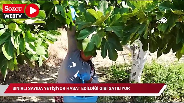 Dünyada sadece İzmir'de yetişiyor: Sınırlı sayıda yetişiyor hasat edildiği gibi satılıyor