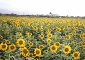 Nilambur’s sunflower fields bloom brightly for Onam
