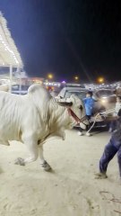 Beautiful white bull qurbani ka janwar