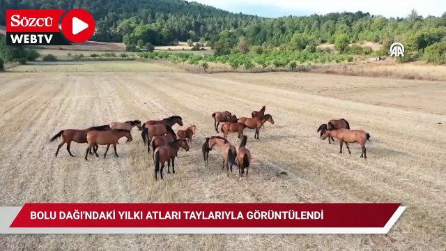 Bolu Dağı'ndaki yılkı atları taylarıyla görüntülendi