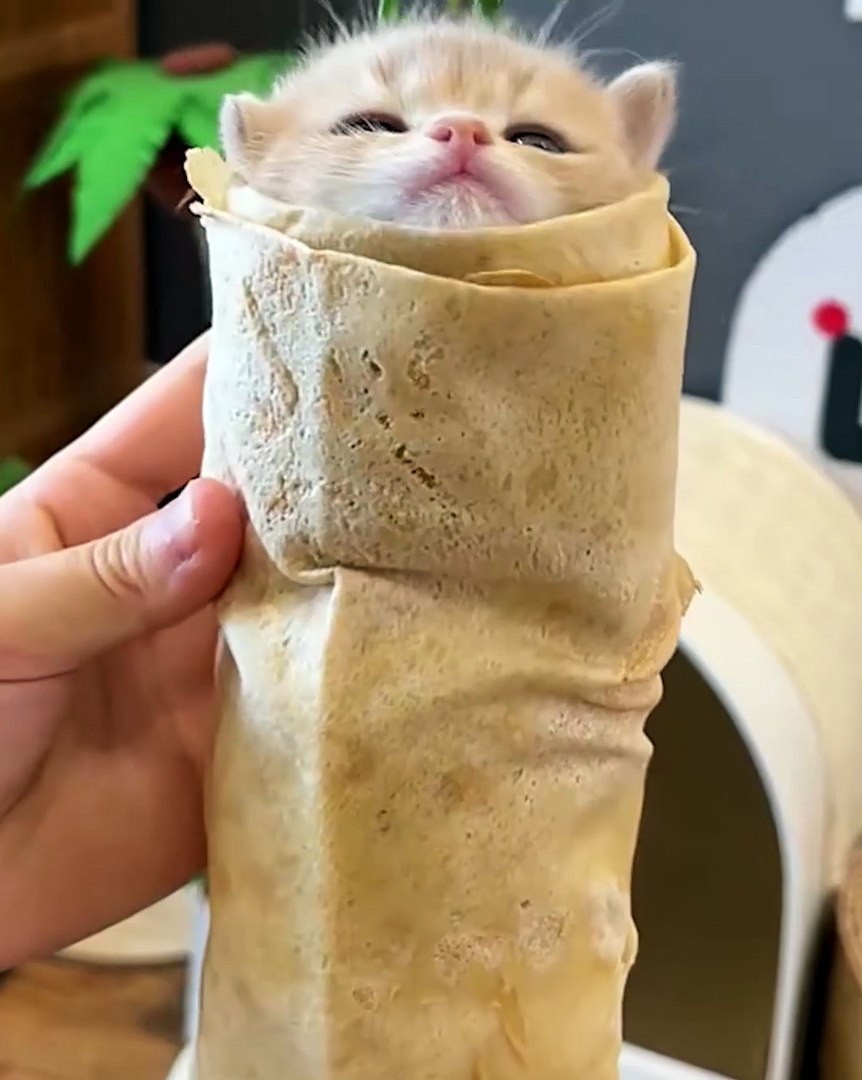 Cats being cats😂