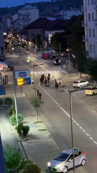 Cavalli in fuga da un maneggio di Alba, recuperati mentre brucano l'erba di un'aiuola