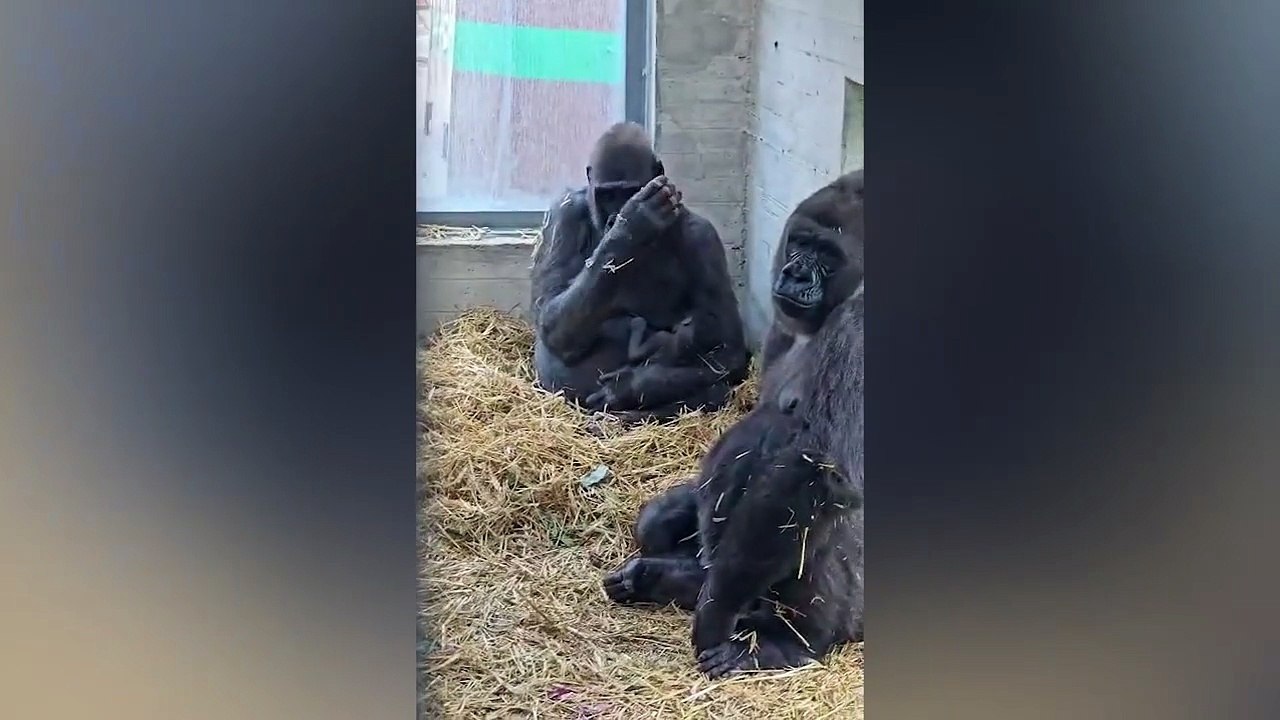 Sorpresa allo Zoosafari di Fasano, è nato un gorilla