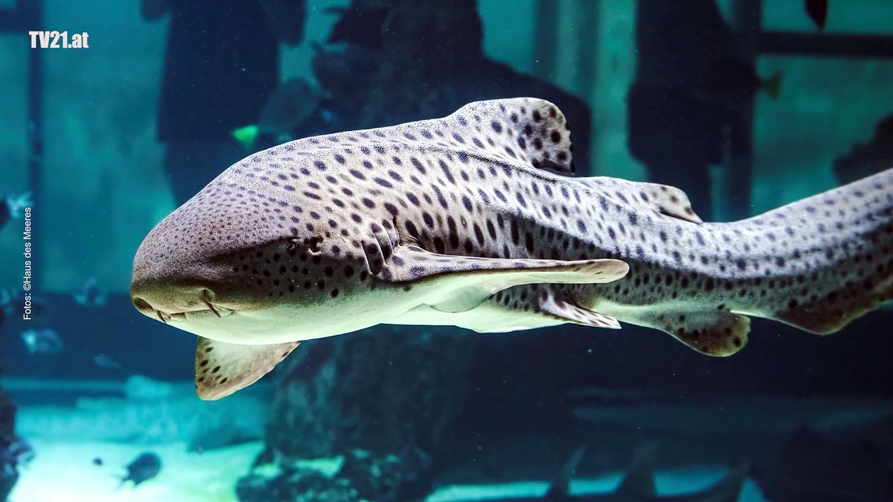 Der Tag is‘ für die Fisch‘!  - Welttag der Fische im Haus des Meeres