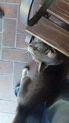 😹 Unbelievable! This Cat Breaks Into Houses Like He Owns Them! 🐾🍲 #funnycats #funnyanimals #shorts #cutecats #foryou