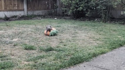 Rescued squirrel still visits home daily for playtime