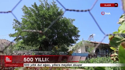 Elazığ'da 500 yıllık dut ağacı, yıllara meydan okuyor