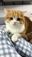 Big yellow steamed bun chatterbox version #cat