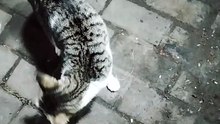 oyen laper