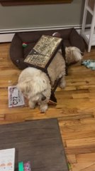 Dog With Table Stuck on His Back Gets Interrogated