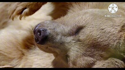 Os animais mais fofos do mundo N•203