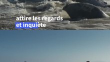 Une baleine échouée attire les curieux sur une plage de Tijuana au Mexique