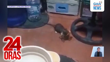 Tapatan ng daga at alimango sa isang bahay sa Surigao del Sur, trending at may mahigit 7M views na online | 24 Oras
