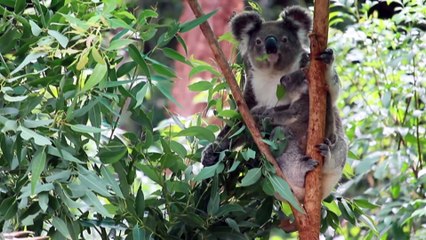 First wild koala-breeding program produces joeys for species at brink of extinction