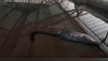 കലക്ട്രറേറ്റിലെ വാട്ടർ ടാങ്കിൽ നിന്ന് ദുർ​ഗന്ധം; പരിശോധിച്ചപ്പോൾ മരപ്പട്ടിയുടെ ജഡം