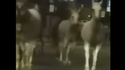 Quanti cavalli liberi a spasso per Alba: cittadini stupiti (e un po' spaventati)